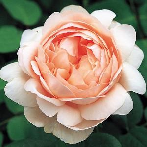 Rose Ambridge Rose, Rosa Ambridge Rose, English Rose Ambridge Rose, David Austin Roses, English Roses, Shrub roses, pink roses, Rose Bushes, Garden Roses, most fragrant roses, Roses for containers
